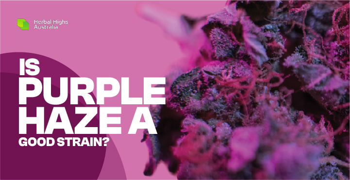 How PURPLE HAZE is Better Than Other Strains?