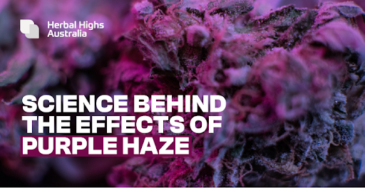Effects of Purple Haze –  A Complete Guide