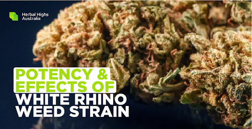 White Rhino Weed Strain – A Complete Guide